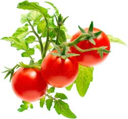 Click & Grow Smart Garden refill Mini Tomato 3pcs | SGR5X3