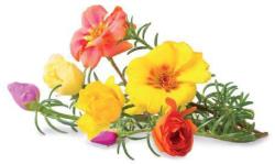 Click & Grow Smart Garden refill Moss Rose 3pcs | SGR26X3
