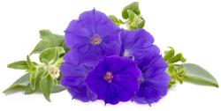 Click & Grow Smart Garden refill Blue Petunia 3pcs | SGR72X3