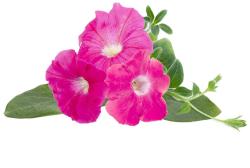 Click & Grow Smart Garden refill Pink Petunia 3pcs | SGR73X3