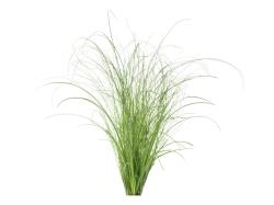 Click & Grow Smart Refill Ornamental Grass 3pcs | SGR82X3