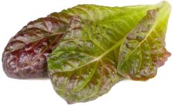 Click & Grow Smart Refill Red romaine lettuce 3pcs | SGR94X3