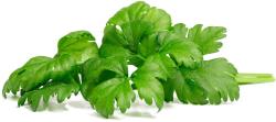 Click & Grow Smart Garden Refill Leaf Celery 3pcs | SGR97X3