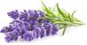 Click & Grow Smart Garden refill Lavender 3pcs