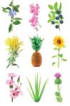 Click & Grow Smart Garden refill Grow Anything 3tk