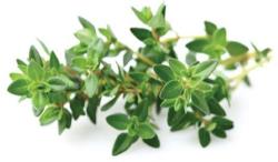Click & Grow Smart Garden refill Thyme 3pcs | SGR17X3