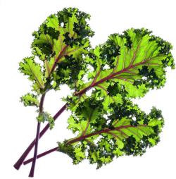 Click & Grow Smart Garden refill Red Kale 3pcs | SGR47X3