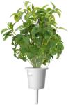 Click & Grow Smart Garden refill Thai Basil 3pcs